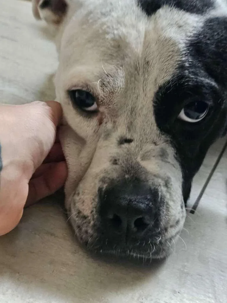 A young large-sized female Pit Bull Terrier dog named Eve for adoption in Pompano Beach, FL