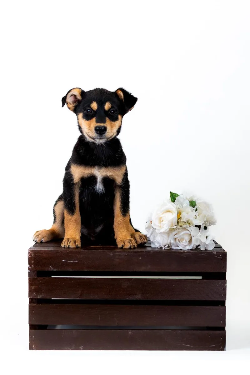 A baby medium-sized female German Shepherd Dog dog named 343-26 for adoption in Brighton, CO