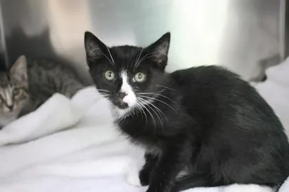 A baby medium-sized female Domestic Short Hair cat named Foxie for adoption in Brunswick, GA