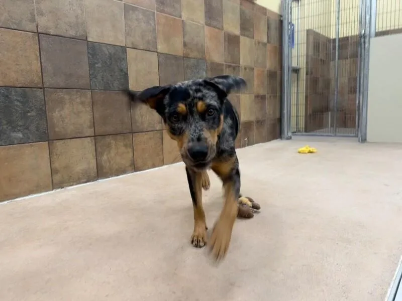An adult medium-sized male Merle (Blue) Catahoula Leopard Dog dog named Kiwano for adoption in Fort Collins, CO