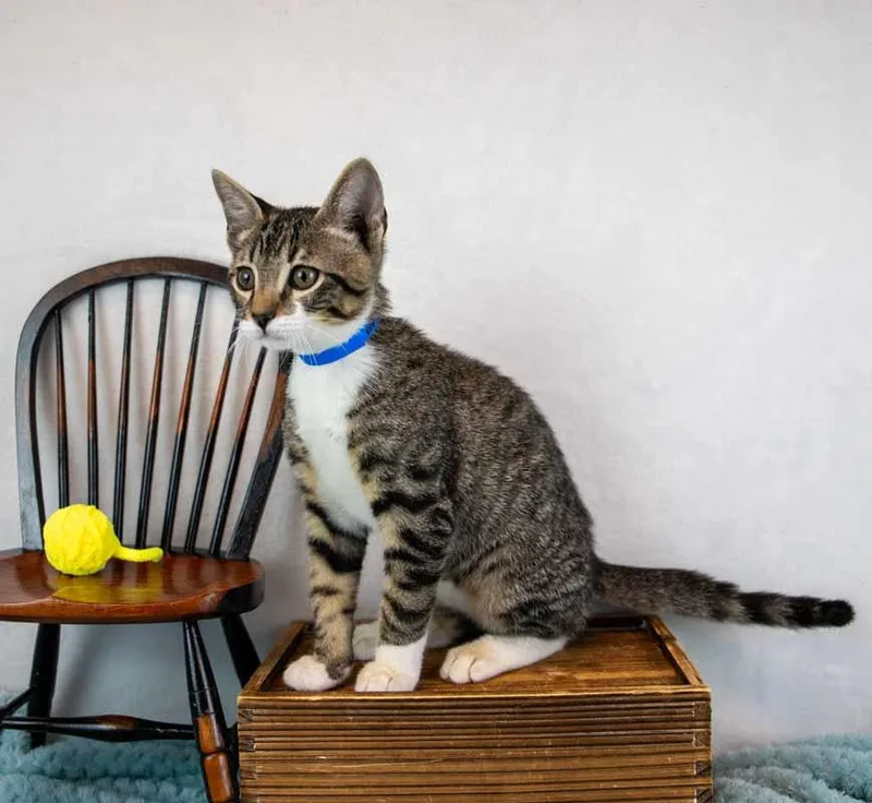A baby medium-sized male Domestic Short Hair cat named Nugget for adoption in Kennesaw, GA