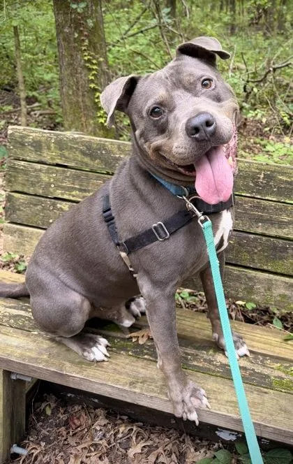 An adult medium-sized male Pit Bull Terrier dog named Grey Cash for adoption in Batavia, OH