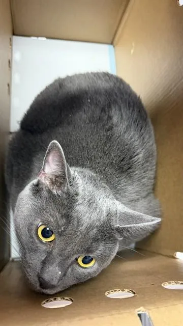An adult small-sized female Domestic Short Hair cat named Blue for adoption in Jacksonville, FL