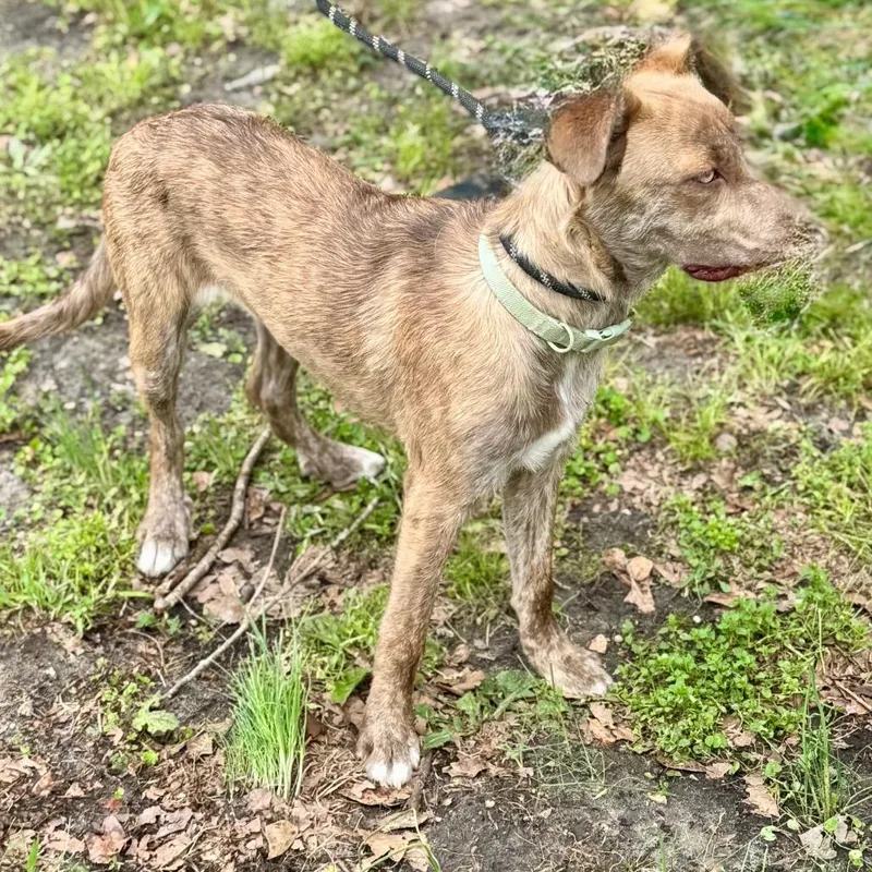 A young medium-sized male Brindle Belgian Shepherd / Malinois dog named Yoshi for adoption in Lucedale, MS