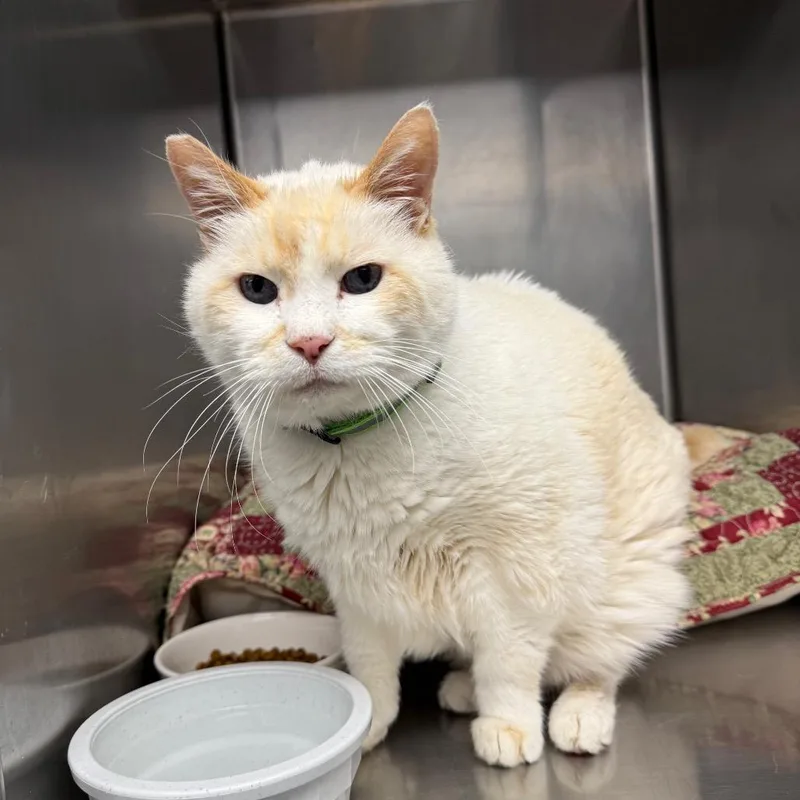 A senior large-sized male White Domestic Medium Hair cat named George for adoption in Mount Shasta, CA
