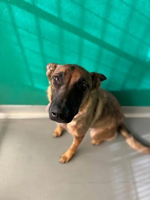 A young large-sized female Belgian Shepherd / Malinois dog named A for adoption in Visalia, CA