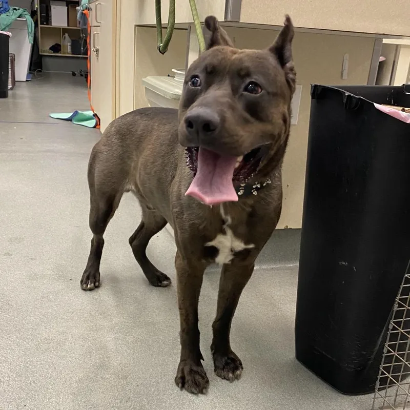 An adult large-sized male Brown / Chocolate Shepherd dog named Bobby Bear for adoption in Westminster, CA
