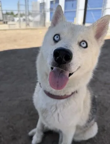 An adult medium-sized female Black Siberian Husky dog named Lexi URGENT for adoption in Thousand Oaks, CA