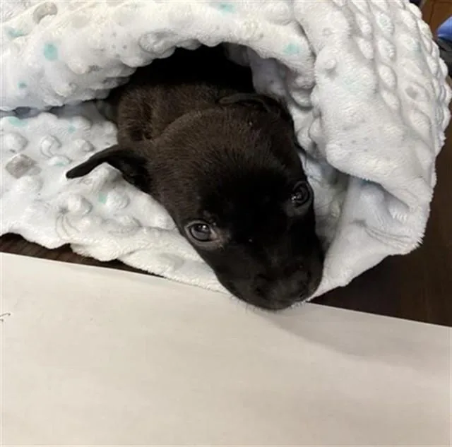 A baby small-sized female Pit Bull Terrier dog named Hadley for adoption in Sacramento, CA
