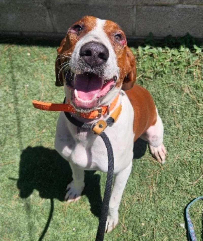 An adult large-sized male Tricolor (Brown, Black, & White) Redbone Coonhound dog named Gunner for adoption in Sedalia, CO