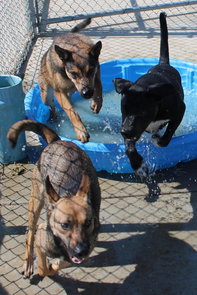 An adult medium-sized male American Staffordshire Terrier dog named Dylan for adoption in Wasco, CA