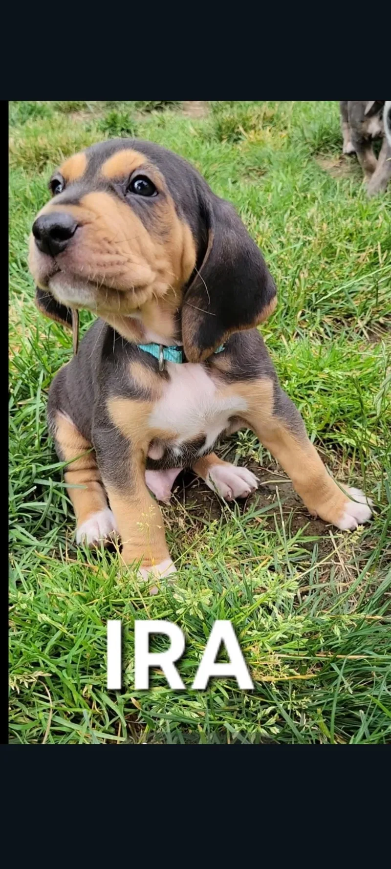 A baby medium-sized male Hound dog named Ira for adoption in Lewis Center, OH