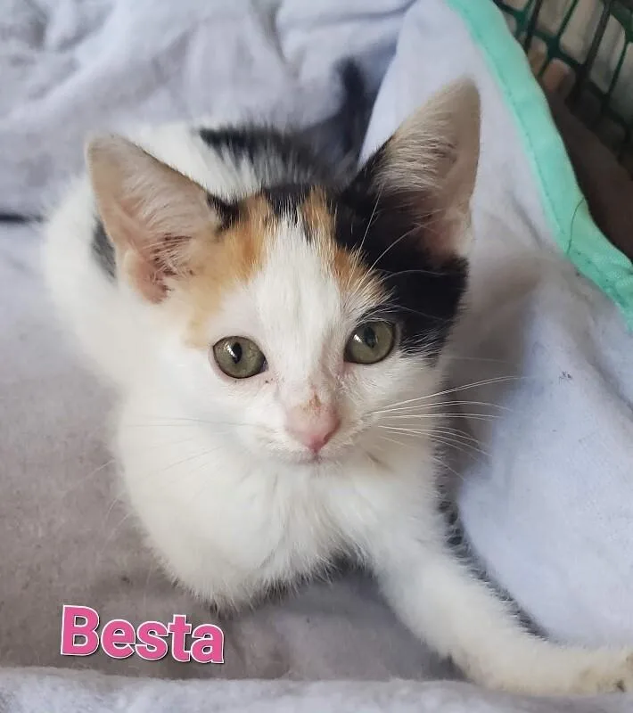 A young small-sized female Domestic Short Hair cat named Besta for adoption in Cincinnati, OH