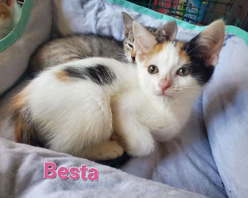 Besta thumbnail 3