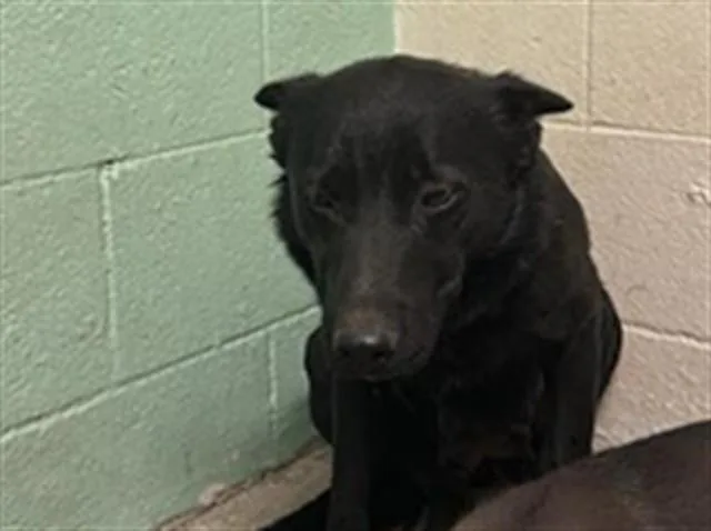 A young large-sized female German Shepherd Dog dog named Acadia for adoption in Sacramento, CA