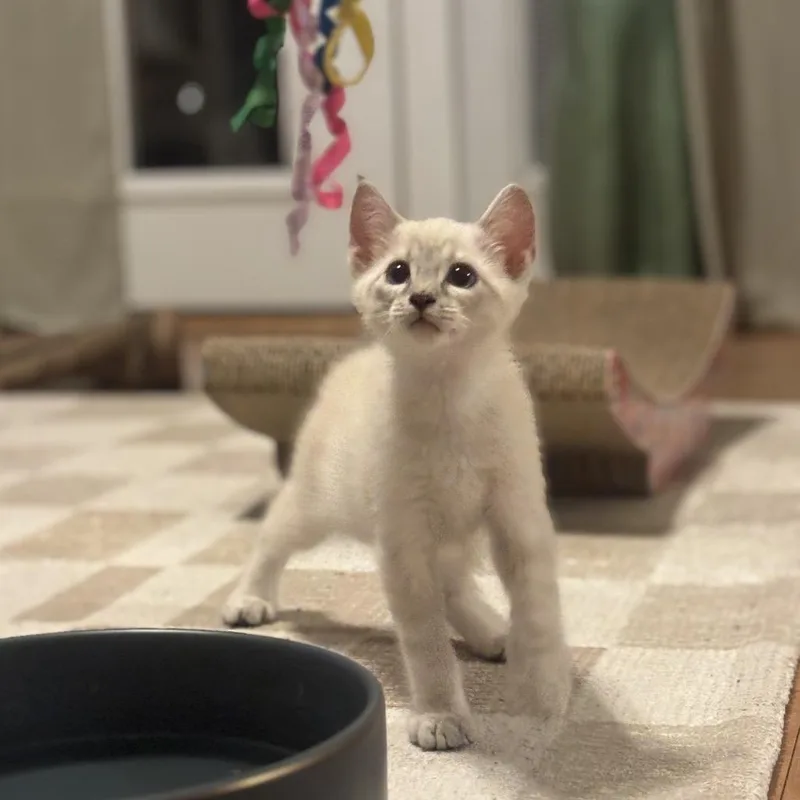 A baby small-sized male Domestic Short Hair cat named Chonk for adoption in Tustin, CA