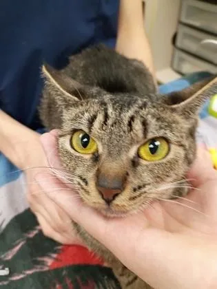 A baby medium-sized female Domestic Short Hair cat named Peggy for adoption in Palm Coast, FL