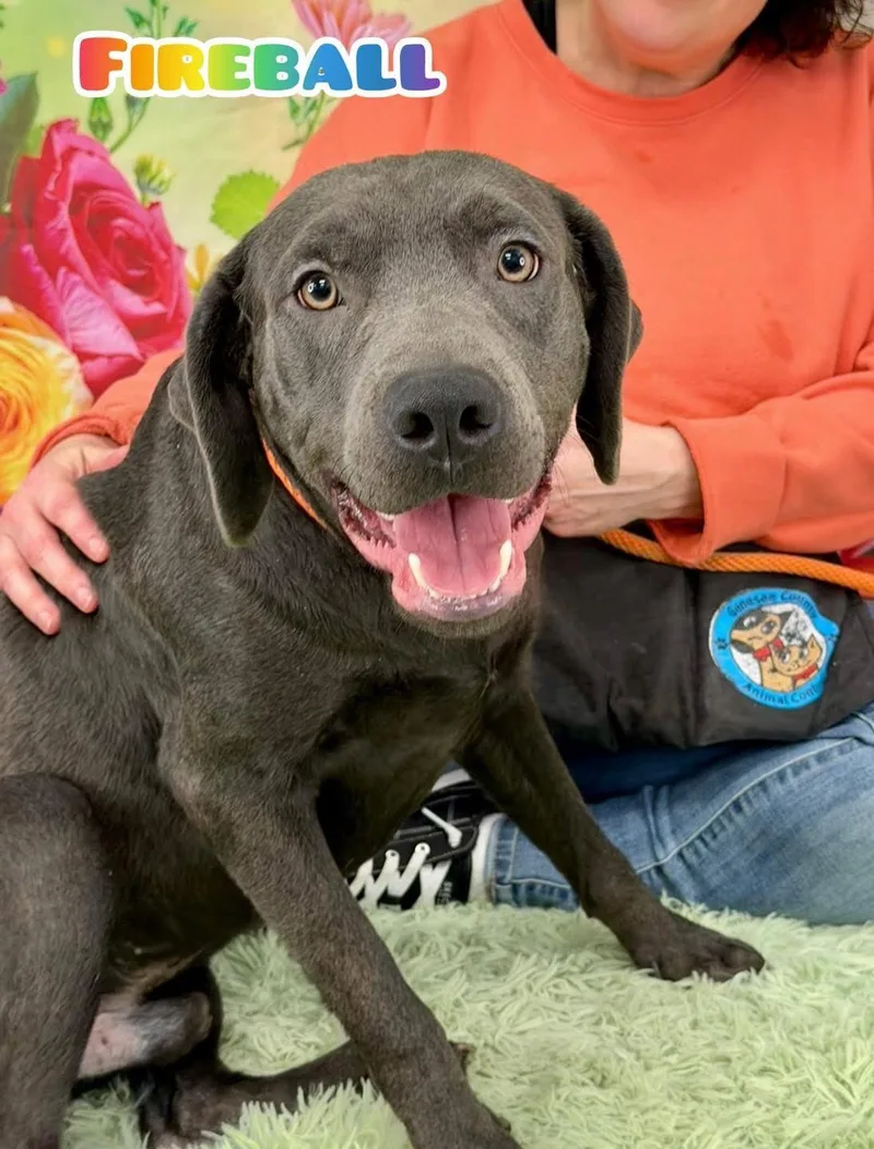 A young large-sized male Gray / Blue / Silver Mixed Breed dog named Fireball for adoption in Flint, MI