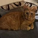 An adult large-sized male Domestic Short Hair cat named Ginger for adoption in Redwood City, CA