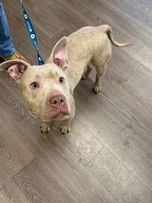 An adult large-sized female Mixed Breed dog named Plum Pudding for adoption in Atlanta, GA