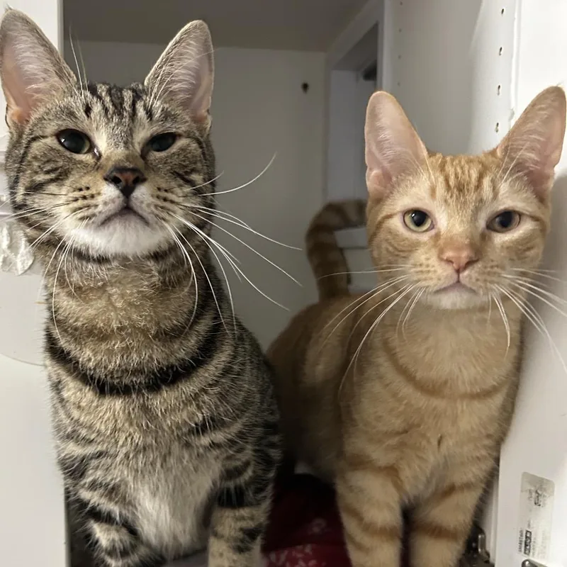 A young small-sized male Orange / Red Domestic Short Hair cat named Moon Boy for adoption in Philadelphia, PA