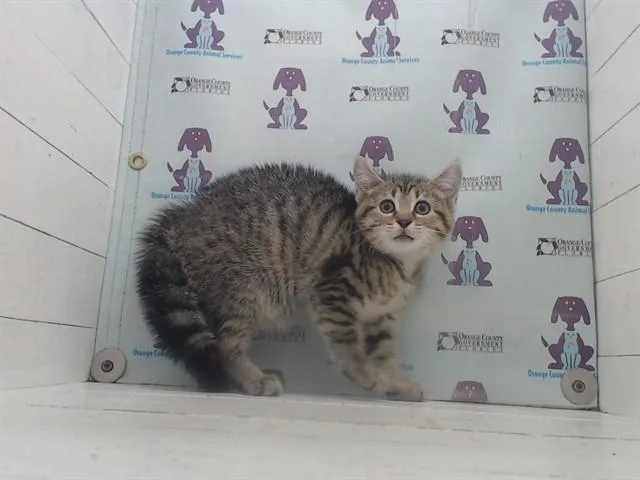 A baby small-sized female Domestic Short Hair cat named Moon for adoption in Orlando, FL