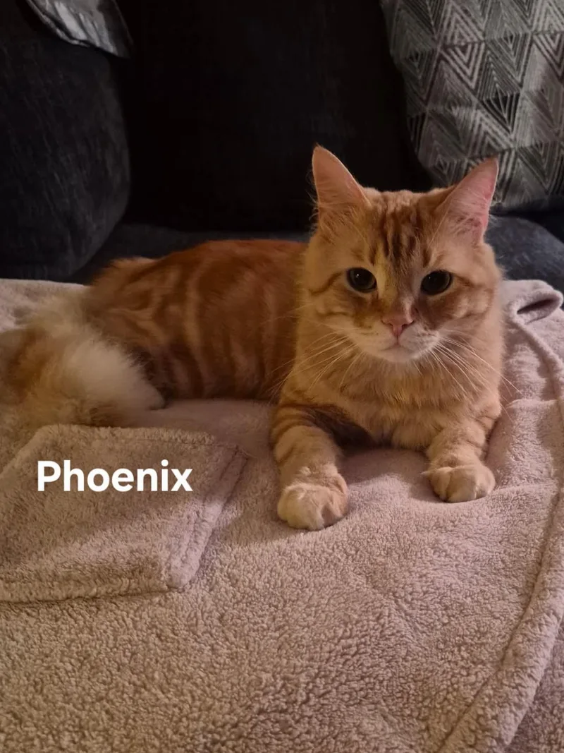 An adult medium-sized male Tabby (Orange / Red) Domestic Long Hair cat named Phoenix for adoption in Chicopee, MA