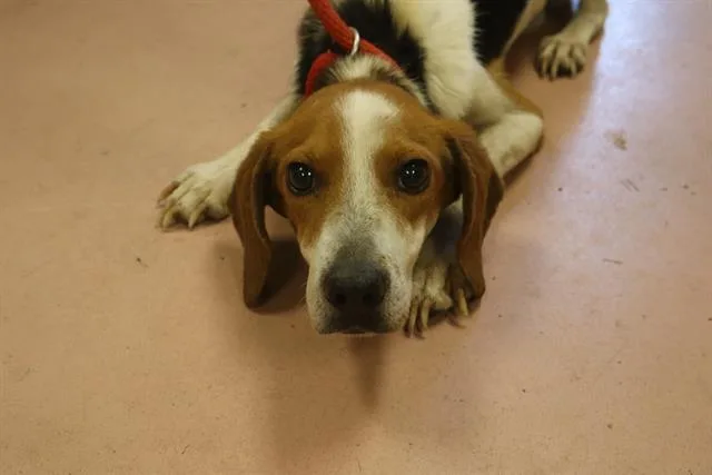 An adult medium-sized male Mixed Breed dog named Doug for adoption in Columbia, SC