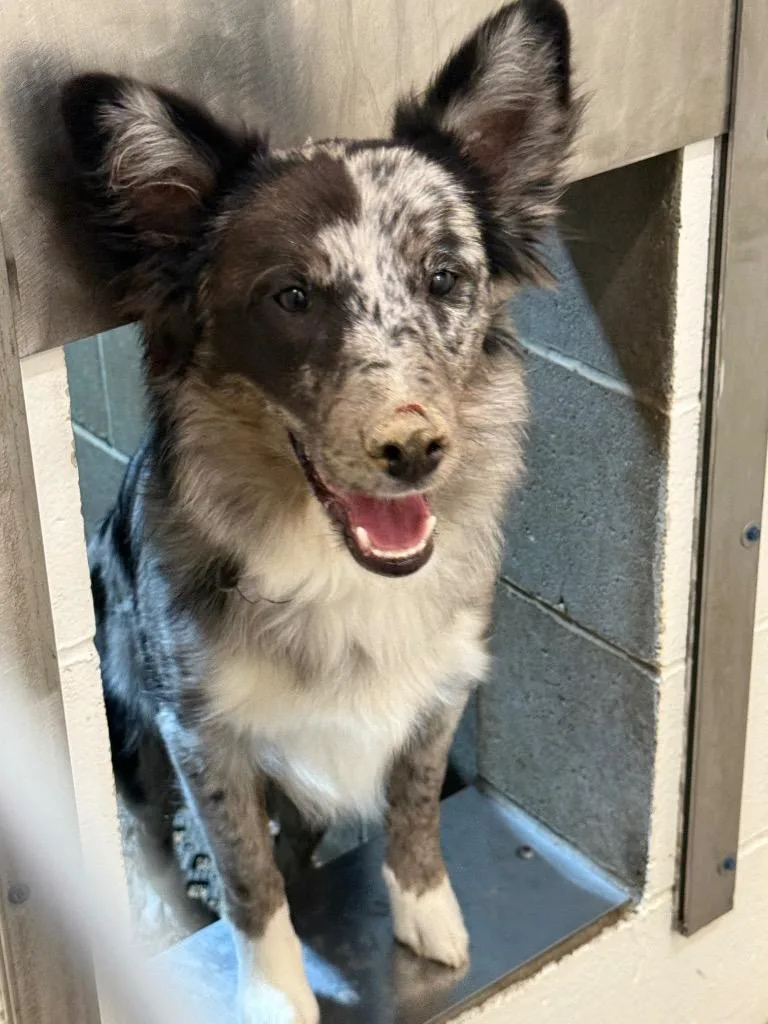 A baby medium-sized male Border Collie dog named Ichigo for adoption in Gillette, WY