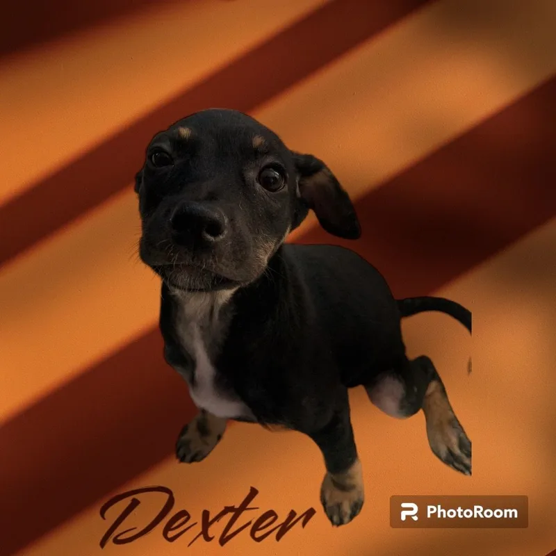 Dexter thumbnail 5