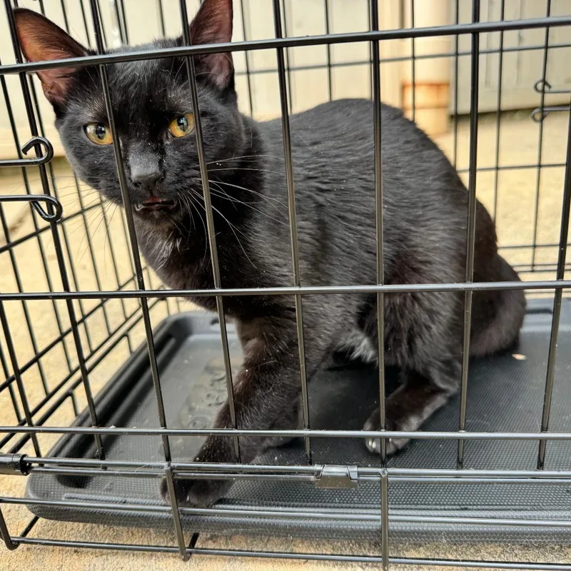 A young medium-sized female Black Domestic Short Hair cat named Miss Mars for adoption in Greensboro, NC