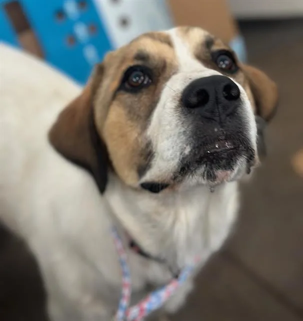 A young large-sized female Mixed Breed dog named Coffee for adoption in Dallas, TX