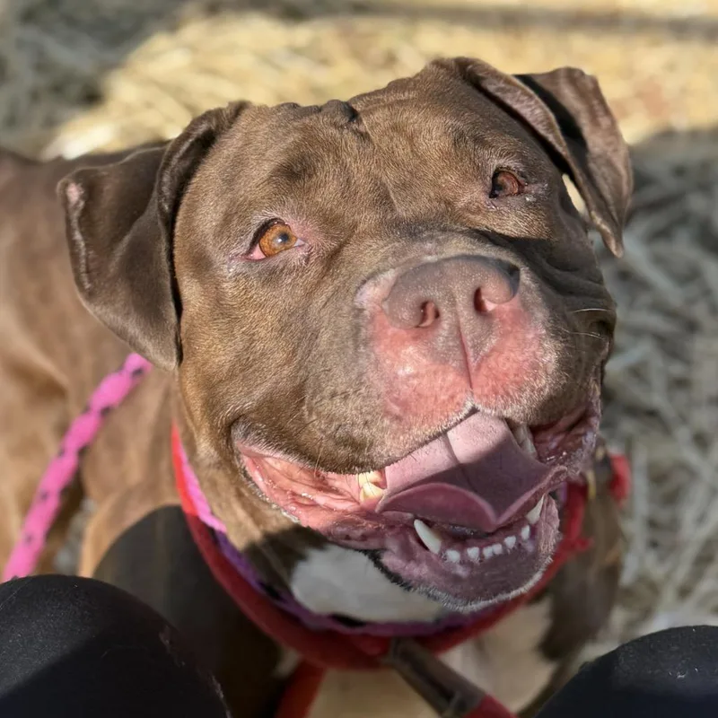 An adult medium-sized female Brown / Chocolate Bull Terrier dog named Karen Michelle for adoption in York, PA