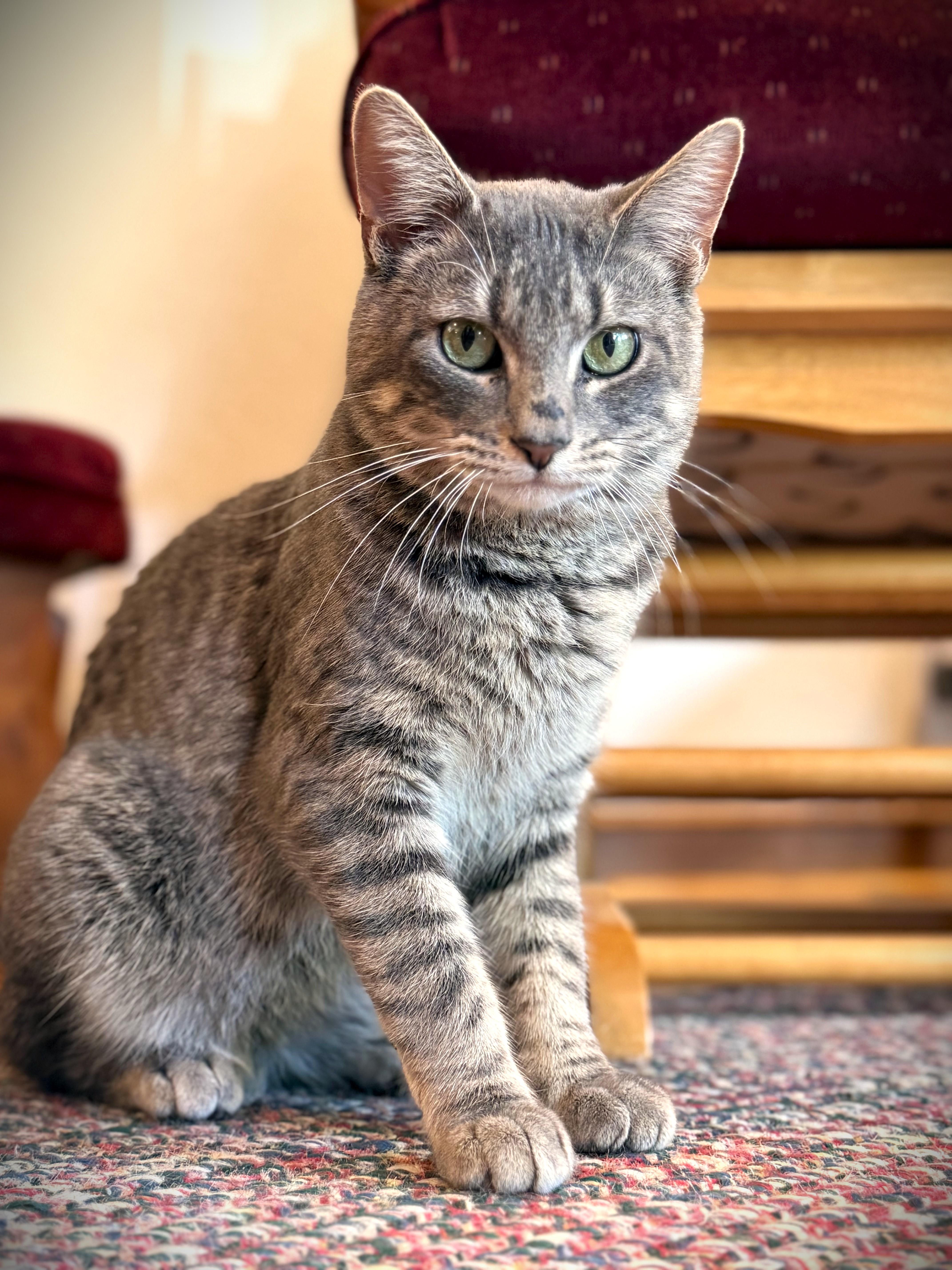 A young medium-sized male Tabby (Tiger Striped) Domestic Short Hair cat named Earl for adoption in Mankato, MN