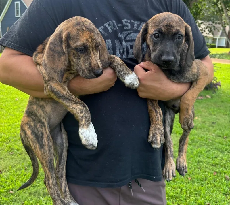 A baby large-sized female Plott Hound dog named KitKat for adoption in Princeton, MA