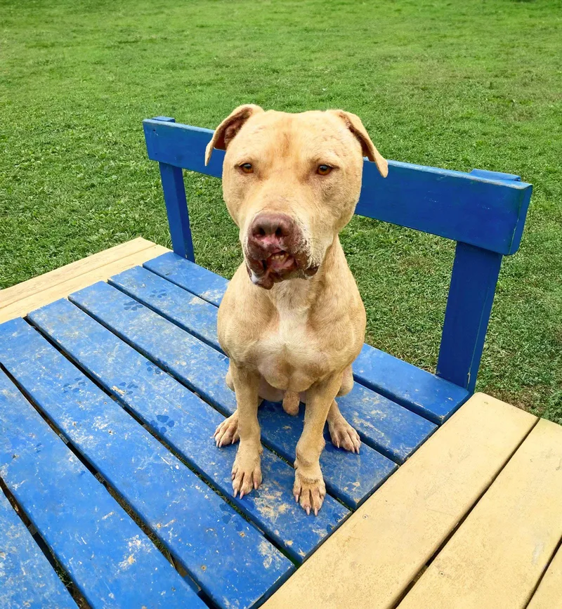 A young medium-sized male Terrier dog named Shine for adoption in Coatesville, PA