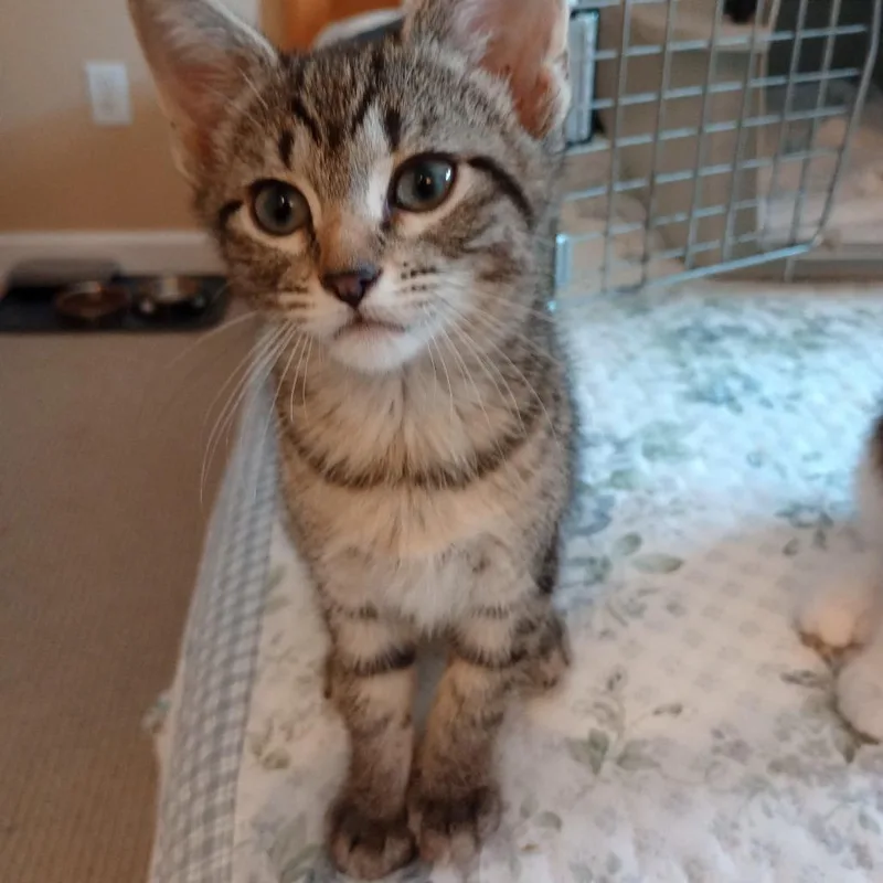 A baby small-sized female Domestic Short Hair cat named Poppy for adoption in Cumming, GA