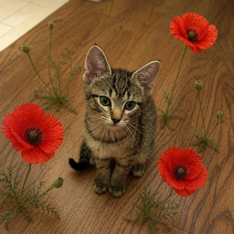 Poppy thumbnail 3