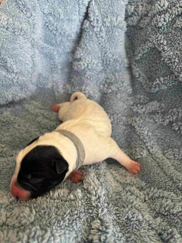 Sylvester thumbnail 2