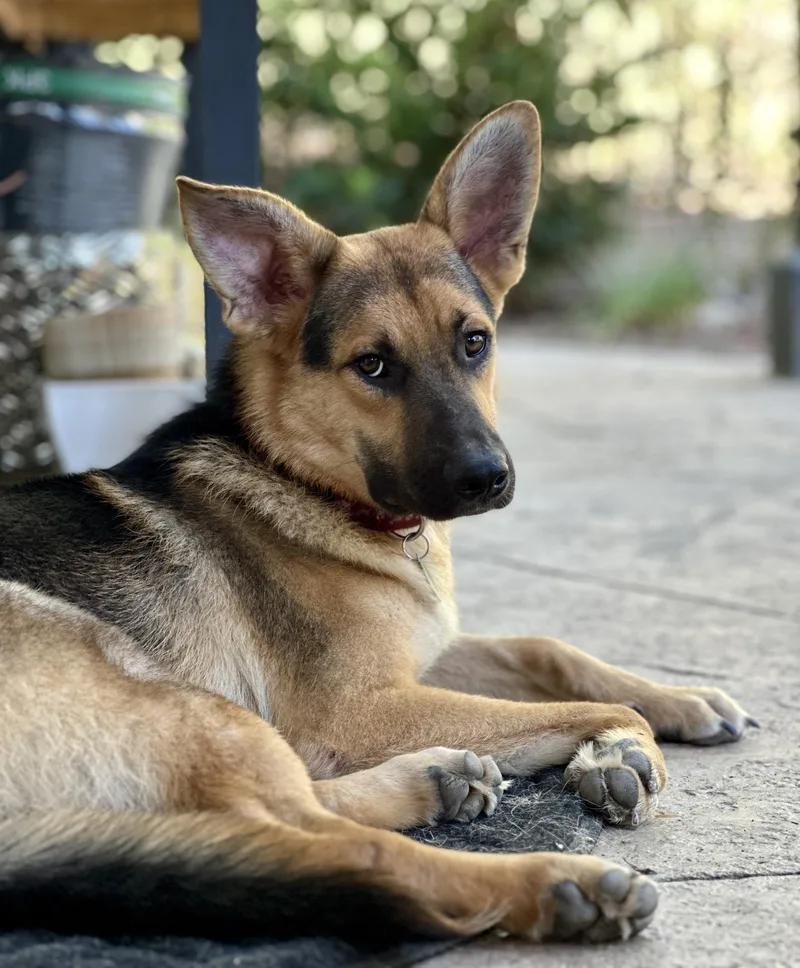 A young medium-sized male Black German Shepherd Dog dog named Brisket MINI Shep for adoption in Van Nuys, CA
