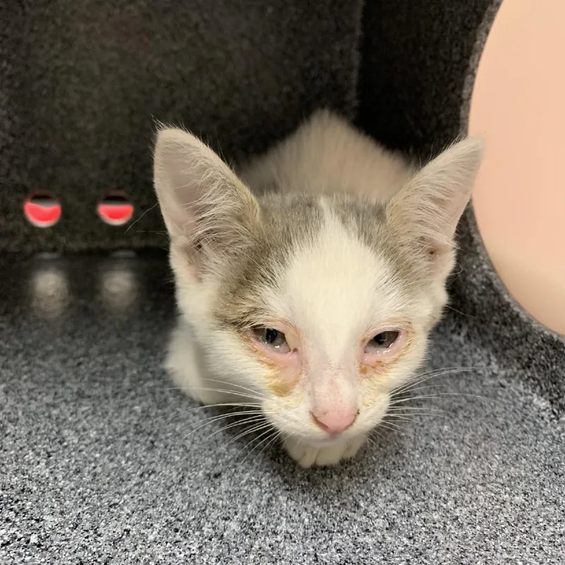 A baby small-sized female White Domestic Short Hair cat named Windex for adoption in Morganton, NC