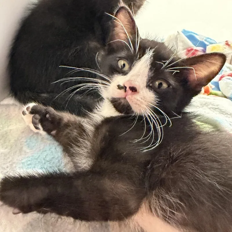 A baby small-sized male Domestic Short Hair cat named Miyagi for adoption in Los Angeles, CA