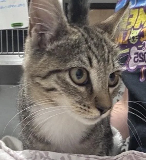 A baby small-sized female Domestic Short Hair cat named Almond Joy for adoption in Escondido, CA