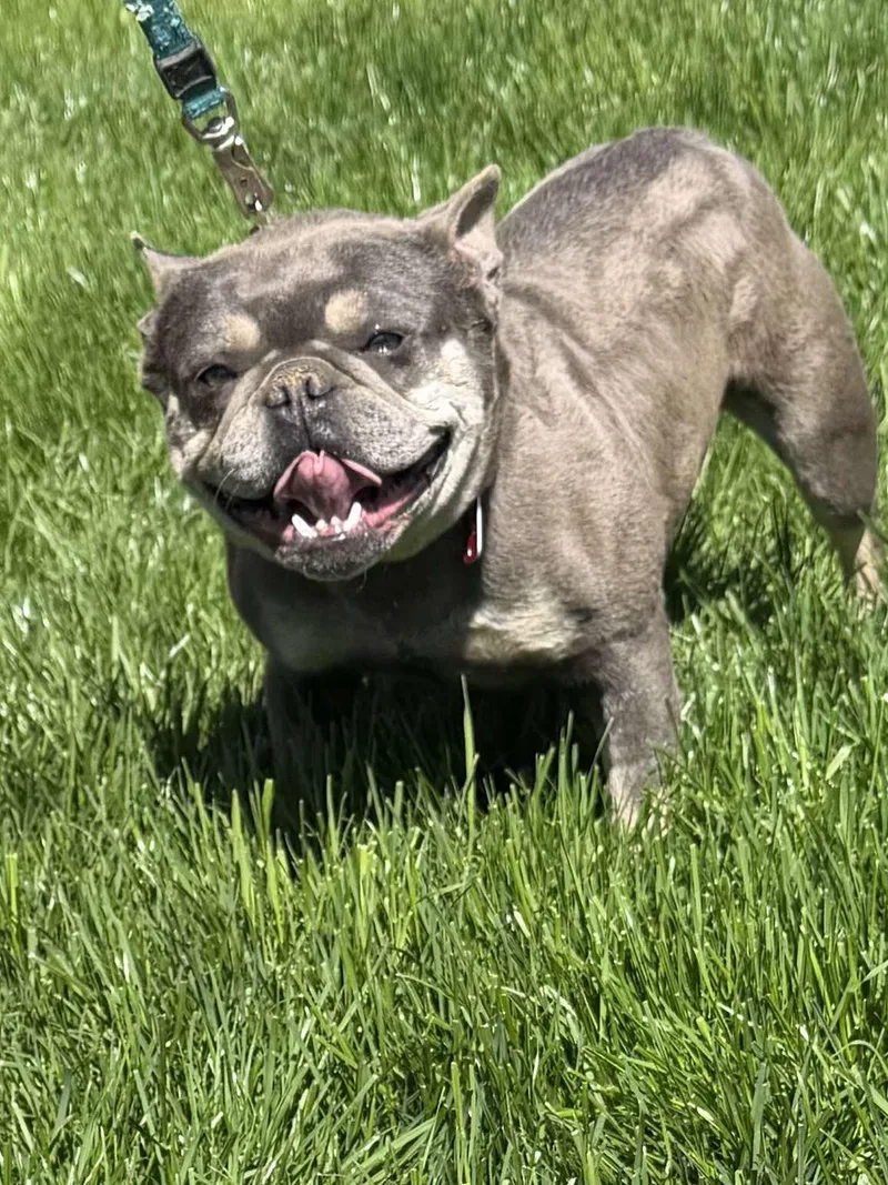 Mochi