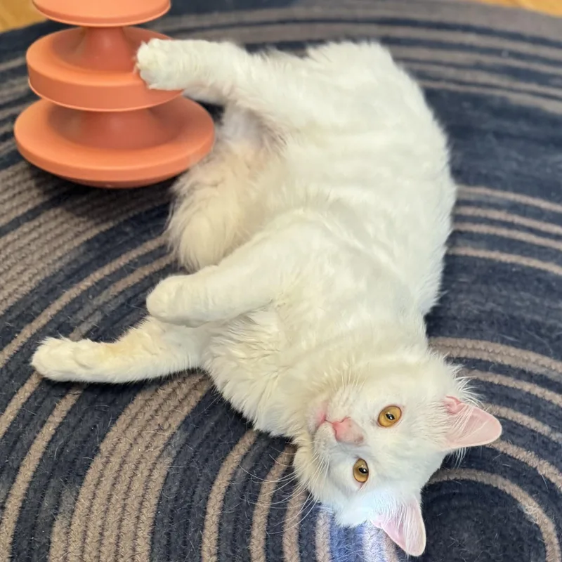 An adult large-sized male White Domestic Medium Hair cat named Lenny for adoption in East Greenwich, RI