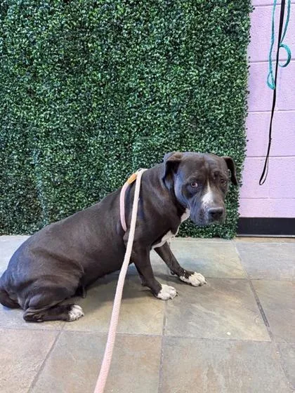 An adult large-sized female Gray / Blue / Silver Pit Bull Terrier dog named 61258992 for adoption in El Paso, TX