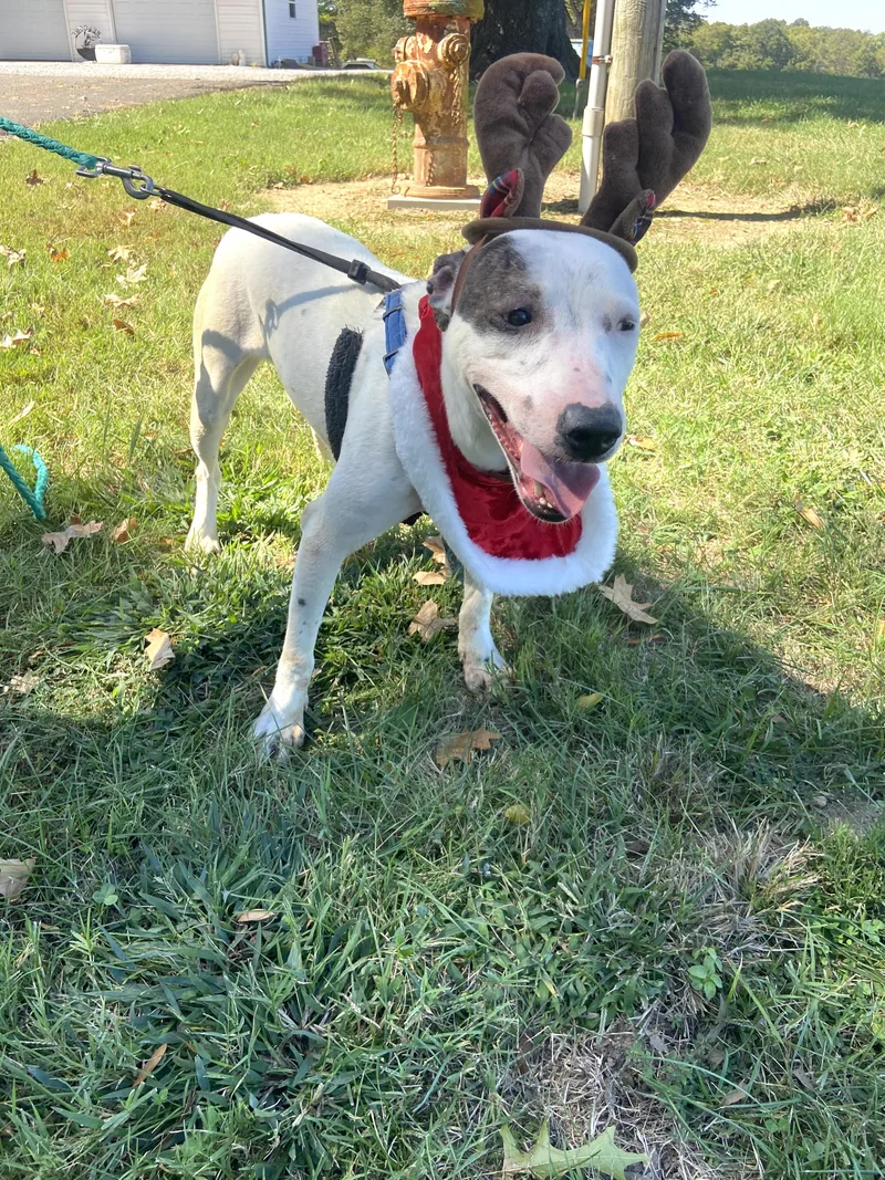 A young medium-sized female White / Cream Boxer dog named Flower Sunbeam for adoption in Andover, MA