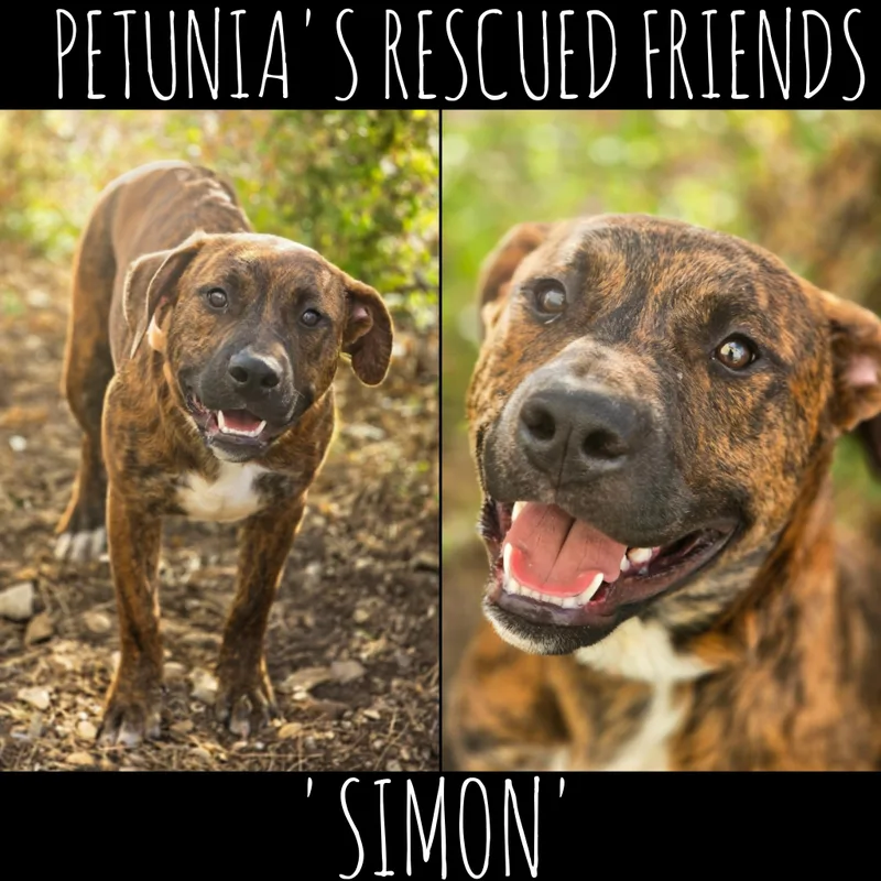 A young medium-sized male Black Mouth Cur dog named Simon for adoption in Castroville, TX