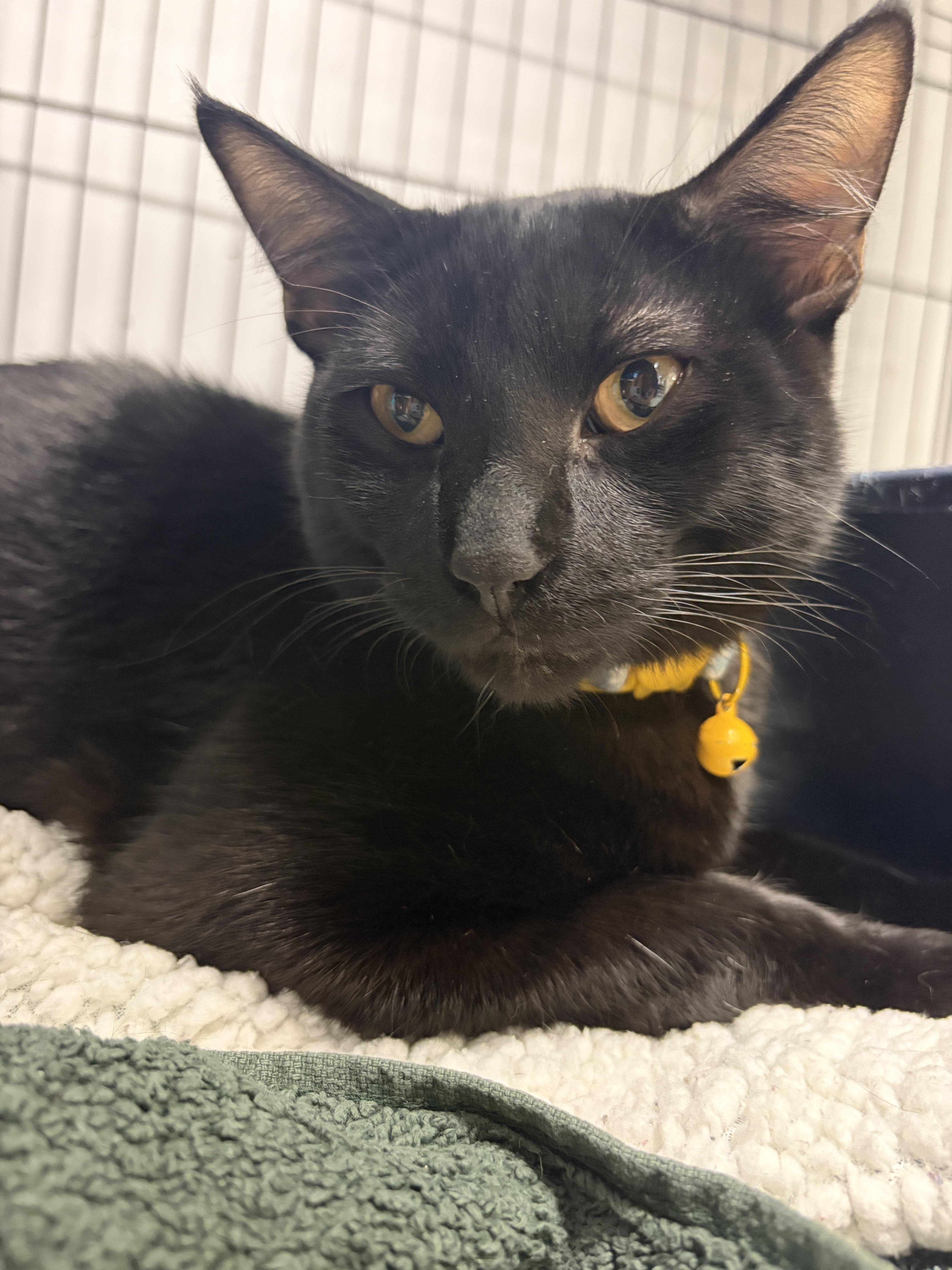 A young medium-sized male Black Domestic Short Hair cat named Luck for adoption in Plano, TX
