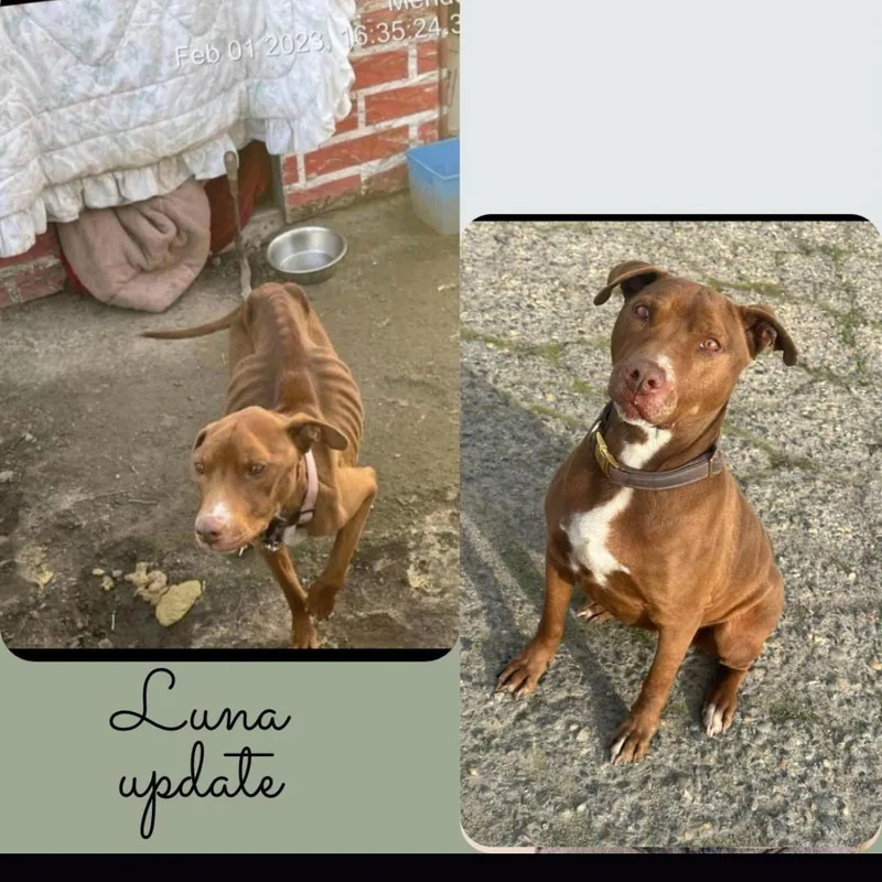 A senior medium-sized female Pit Bull Terrier dog named Luna for adoption in Hayward, CA